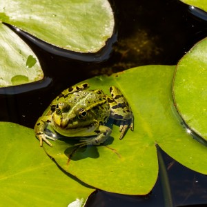 Frog
